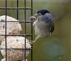 Male black cap