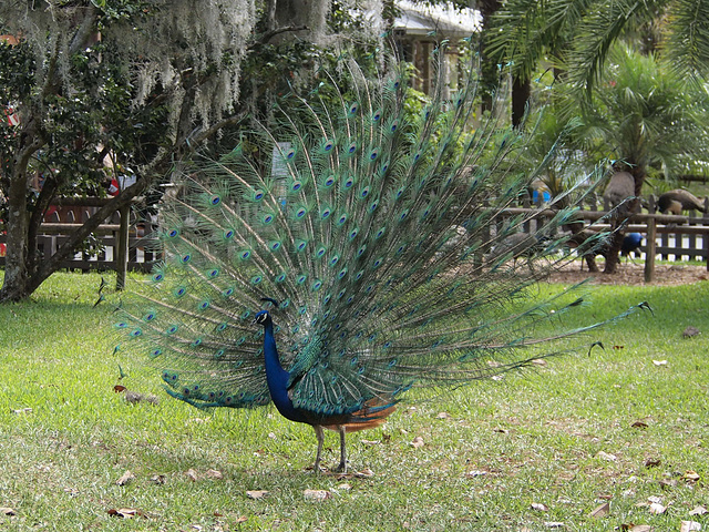 Peacock