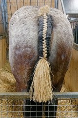 Portrait d'un Trait Auxois