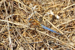 Keeled Skimmer m (Orthetrum coerulescens) (2)