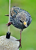 Starling