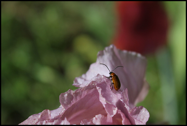 La vie en rose