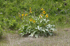 Arrowleaf Balsamroot