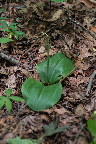 Platanthera orbiculata (Pad-leaf orchid)