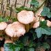 Fungi (5)