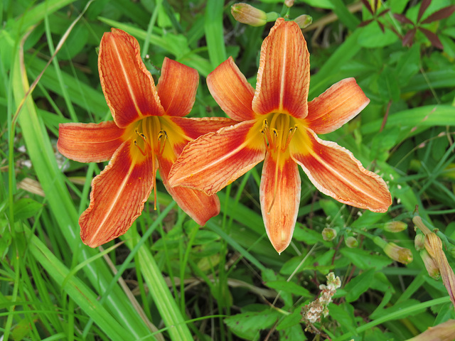 Daylily flowers - Hemerocallis fulva