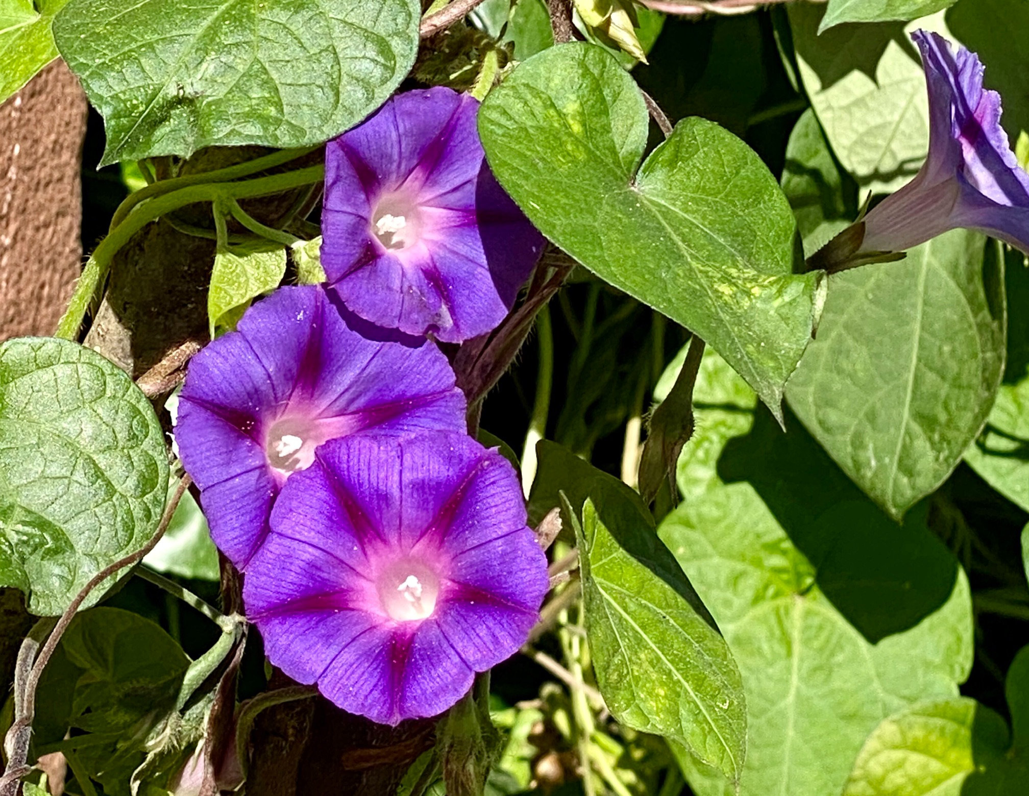 Purpur Prunkwinde