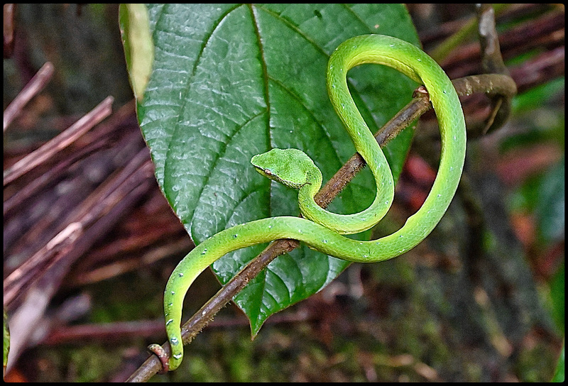 Small, dainty and venomous