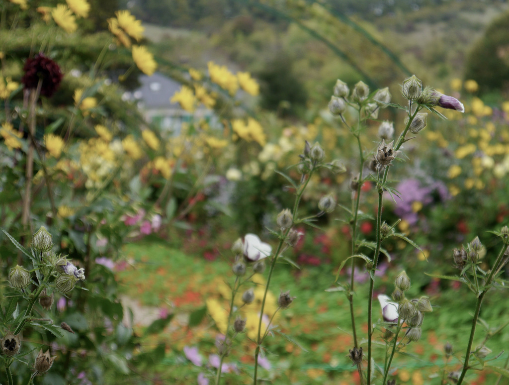 Giverny garden