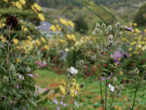 Giverny garden