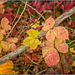 Herbst