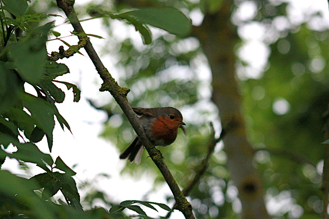 The Foxhangers Robin