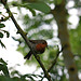 The Foxhangers Robin