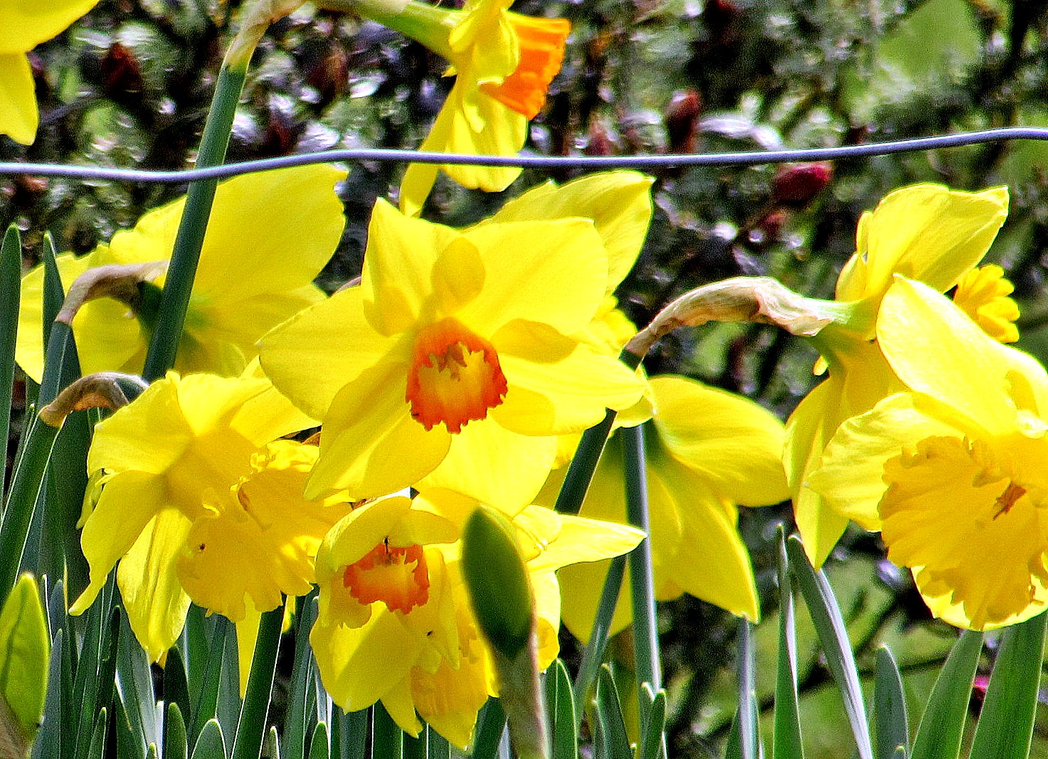 Daffodils