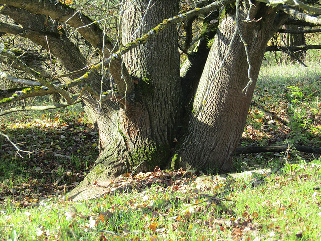 ein Baum und seine Stämme