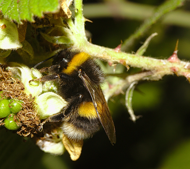 Bumblebee IMG_1819