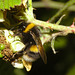 Bumblebee IMG_1819
