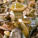 Fungi (6)