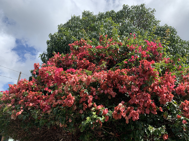 landscaping detail - walking in Kaimuki