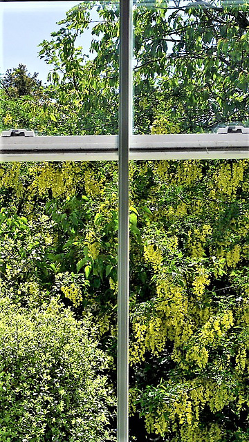 Laburnum tree through the lounge window 26.5.21