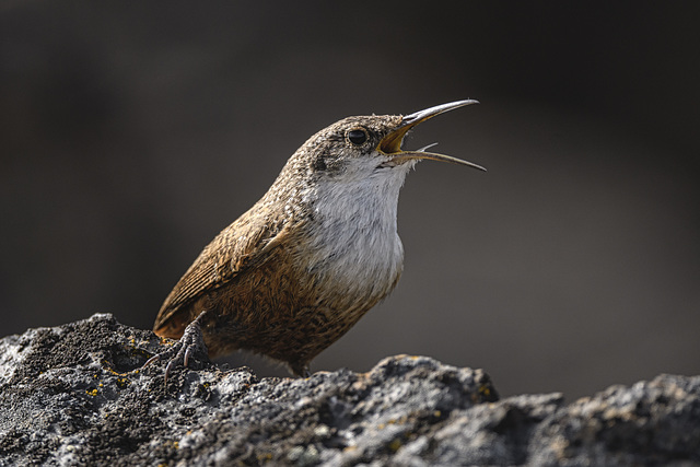 Canyon Wren