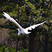 EF7A1371 Egret