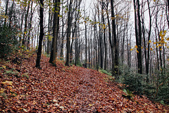 Waldweg zum Hohenstein (Witten) / 26.11.2023