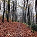 Waldweg zum Hohenstein (Witten) / 26.11.2023