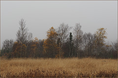 Foggy afternoon at Mundy Pond