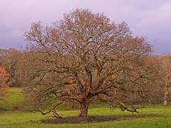 Oak Tree  (+PiP)