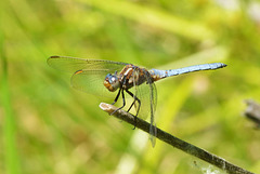 Keeled Skimmer m (Orthetrum coerulescens) 01