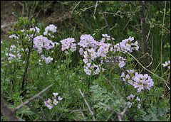 Cardamine des prés (2)