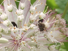 Bugs and wasps caught up