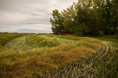 Harvest Time in Alberta