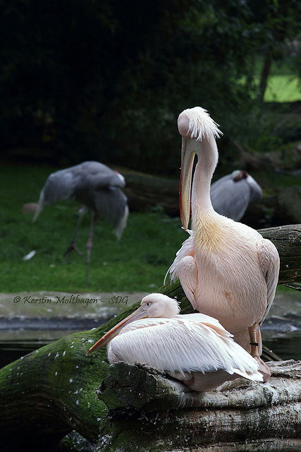 Pelikane (Hagenbeck)