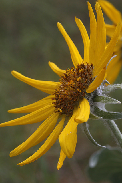 Arrowleaf Balsamroot Arrowleaf Balsamroot