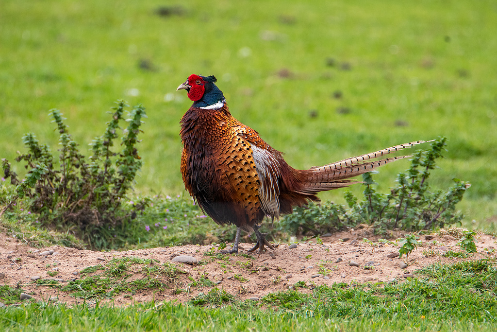 Pheasant