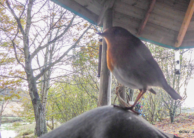 I'll just perch on your knee until you produce my lunch!