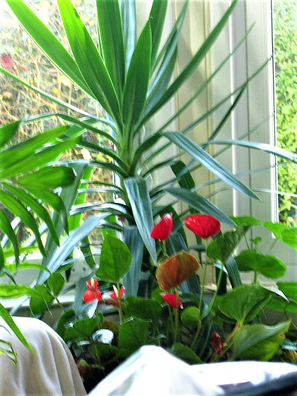 My plants are loving the bay window