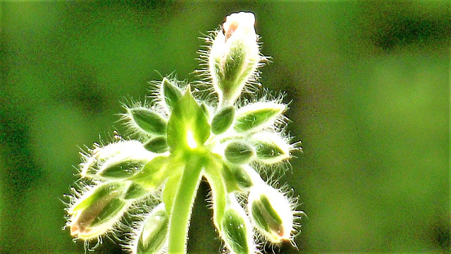 Geranium buds