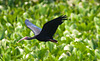 EF7A1378 Bare faced Ibis