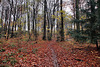 Herbstlicher Waldweg zum Hohenstein (Witten) / 26.11.2023