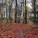 Herbstlicher Waldweg zum Hohenstein (Witten) / 26.11.2023