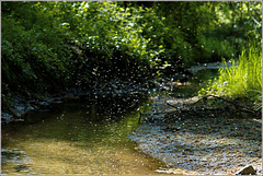 Dancing mosquitos above a creek ! [ enlarge please ]