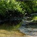 Dancing mosquitos above a creek ! [ enlarge please ]