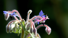 Fleur rose de bourrache ...