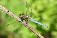 Keeled Skimmer m (Orthetrum coerulescens) 02