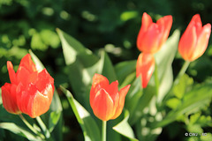 April Tulips