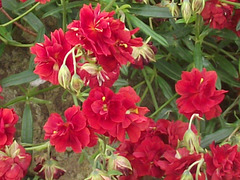 Lovely bright flower