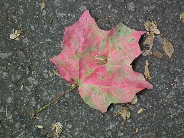 automne rose / pink autumn